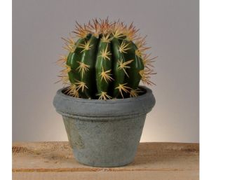 Cactus en Maceta