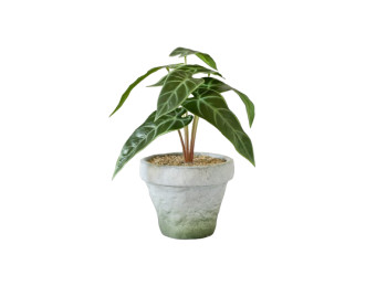 Plantita Maceta Cebra 20 Cm