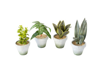 Plantita Maceta Cebra 20 Cm