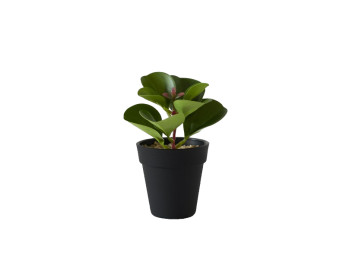 Plantita Maceta Ficus 15 Cm