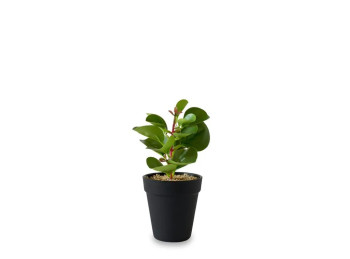 Planta Maceta Ficus 20 Cm